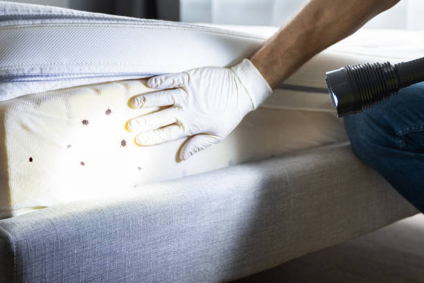 Best Mosquito Control Services  in East Orange, NJ