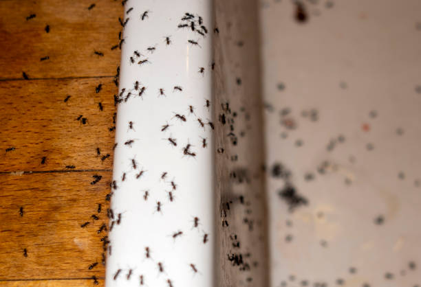 Professional Pest Control in East Orange, NJ